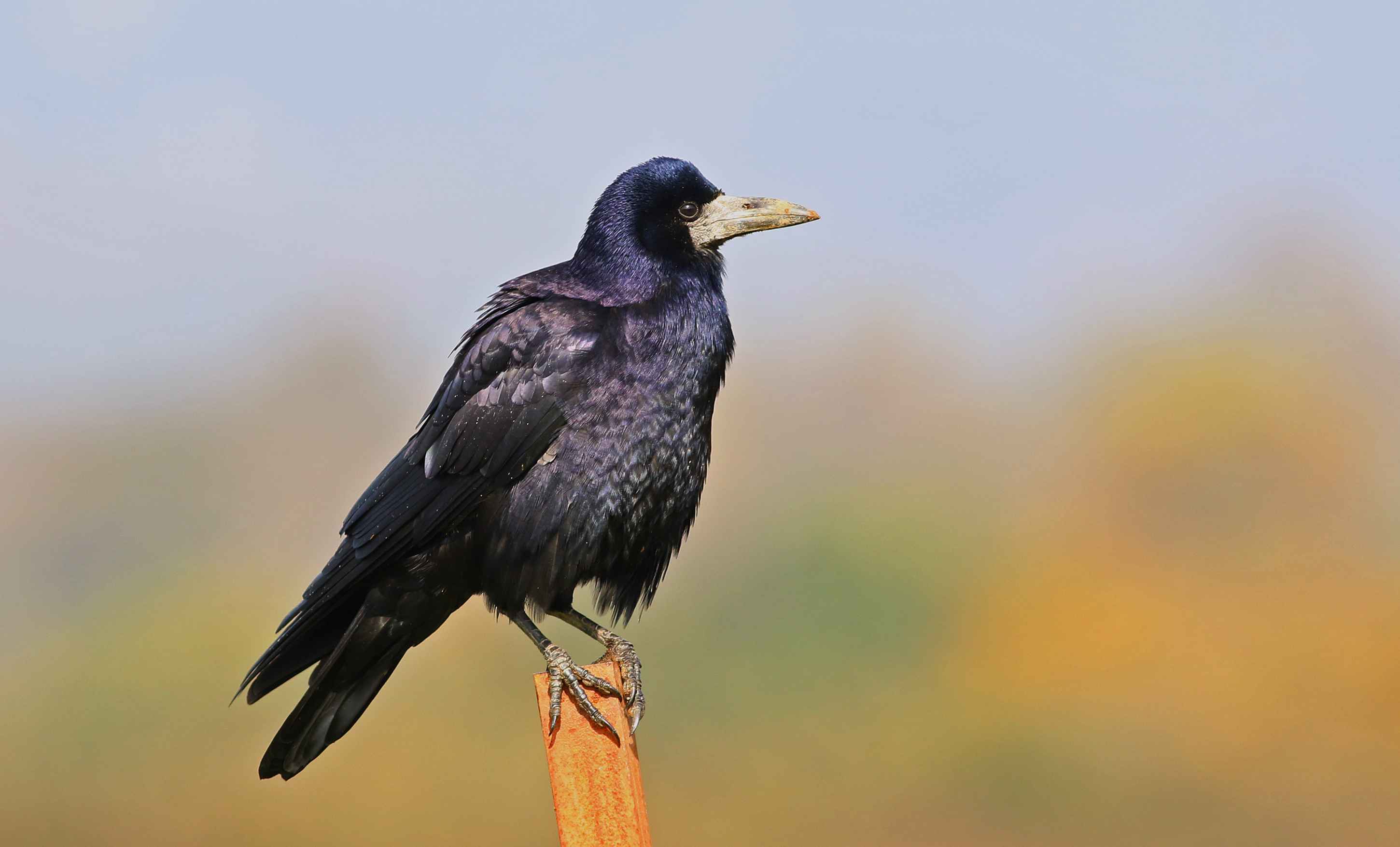 Rook